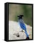 Steller's Jay (Cyanocitta Stelleri), Rocky Mountain National Park, Colorado-James Hager-Framed Stretched Canvas