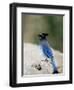 Steller's Jay (Cyanocitta Stelleri), Rocky Mountain National Park, Colorado-James Hager-Framed Photographic Print