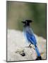 Steller's Jay (Cyanocitta Stelleri), Rocky Mountain National Park, Colorado-James Hager-Mounted Photographic Print