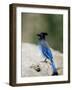 Steller's Jay (Cyanocitta Stelleri), Rocky Mountain National Park, Colorado-James Hager-Framed Photographic Print