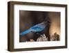 Steller's jay-Ken Archer-Framed Photographic Print