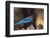 Steller's jay-Ken Archer-Framed Photographic Print