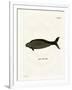 Steller's Sea Cow-null-Framed Giclee Print