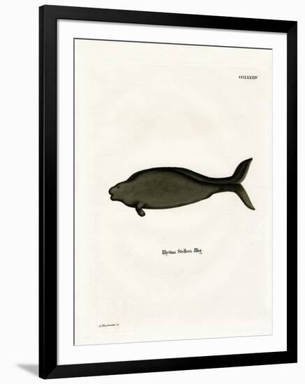 Steller's Sea Cow-null-Framed Giclee Print
