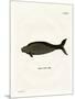 Steller's Sea Cow-null-Mounted Giclee Print