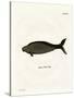 Steller's Sea Cow-null-Stretched Canvas