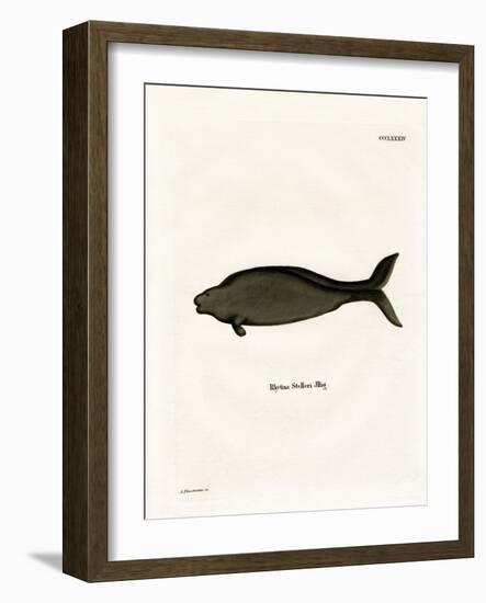 Steller's Sea Cow-null-Framed Giclee Print