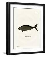 Steller's Sea Cow-null-Framed Giclee Print