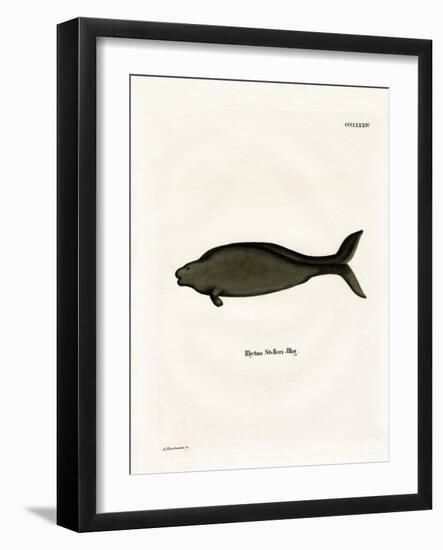 Steller's Sea Cow-null-Framed Giclee Print