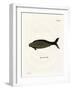 Steller's Sea Cow-null-Framed Giclee Print