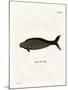 Steller's Sea Cow-null-Mounted Giclee Print