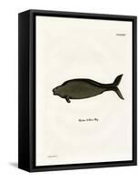 Steller's Sea Cow-null-Framed Stretched Canvas