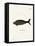 Steller's Sea Cow-null-Framed Stretched Canvas