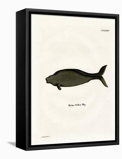 Steller's Sea Cow-null-Framed Stretched Canvas