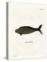 Steller's Sea Cow-null-Stretched Canvas