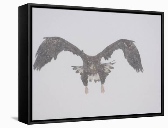 Steller's Sea Eagle Flying Through Snow, Kuril Lake, Kamchatka, Far East Russia-Igor Shpilenok-Framed Stretched Canvas