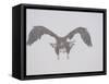 Steller's Sea Eagle Flying Through Snow, Kuril Lake, Kamchatka, Far East Russia-Igor Shpilenok-Framed Stretched Canvas