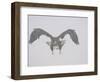 Steller's Sea Eagle Flying Through Snow, Kuril Lake, Kamchatka, Far East Russia-Igor Shpilenok-Framed Photographic Print