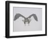 Steller's Sea Eagle Flying Through Snow, Kuril Lake, Kamchatka, Far East Russia-Igor Shpilenok-Framed Photographic Print