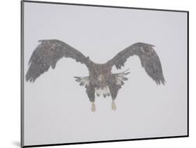 Steller's Sea Eagle Flying Through Snow, Kuril Lake, Kamchatka, Far East Russia-Igor Shpilenok-Mounted Photographic Print