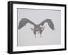 Steller's Sea Eagle Flying Through Snow, Kuril Lake, Kamchatka, Far East Russia-Igor Shpilenok-Framed Photographic Print