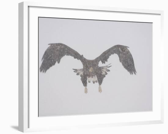 Steller's Sea Eagle Flying Through Snow, Kuril Lake, Kamchatka, Far East Russia-Igor Shpilenok-Framed Photographic Print