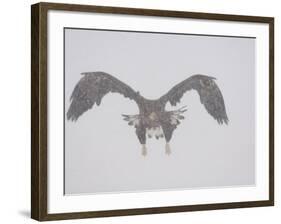 Steller's Sea Eagle Flying Through Snow, Kuril Lake, Kamchatka, Far East Russia-Igor Shpilenok-Framed Photographic Print