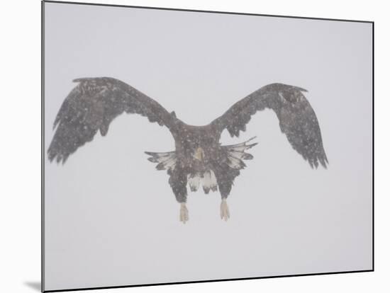 Steller's Sea Eagle Flying Through Snow, Kuril Lake, Kamchatka, Far East Russia-Igor Shpilenok-Mounted Photographic Print