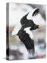 Steller's Sea-Eagle (Haliaeetus Pelagicus) in Flight, Hokkaido, Japan, February-Wim van den Heever-Stretched Canvas