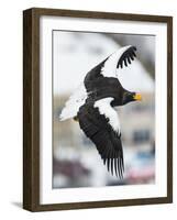 Steller's Sea-Eagle (Haliaeetus Pelagicus) in Flight, Hokkaido, Japan, February-Wim van den Heever-Framed Photographic Print