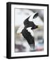 Steller's Sea-Eagle (Haliaeetus Pelagicus) in Flight, Hokkaido, Japan, February-Wim van den Heever-Framed Photographic Print