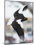 Steller's Sea-Eagle (Haliaeetus Pelagicus) in Flight, Hokkaido, Japan, February-Wim van den Heever-Mounted Photographic Print