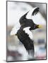 Steller's Sea-Eagle (Haliaeetus Pelagicus) in Flight, Hokkaido, Japan, February-Wim van den Heever-Mounted Photographic Print