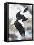 Steller's Sea-Eagle (Haliaeetus Pelagicus) in Flight, Hokkaido, Japan, February-Wim van den Heever-Framed Stretched Canvas