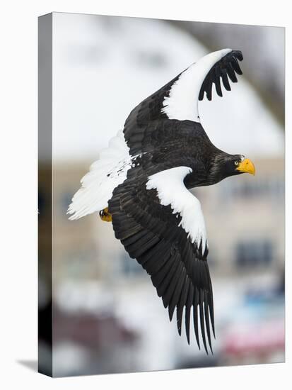 Steller's Sea-Eagle (Haliaeetus Pelagicus) in Flight, Hokkaido, Japan, February-Wim van den Heever-Stretched Canvas