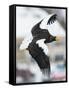 Steller's Sea-Eagle (Haliaeetus Pelagicus) in Flight, Hokkaido, Japan, February-Wim van den Heever-Framed Stretched Canvas