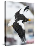 Steller's Sea-Eagle (Haliaeetus Pelagicus) in Flight, Hokkaido, Japan, February-Wim van den Heever-Stretched Canvas