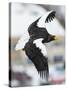 Steller's Sea-Eagle (Haliaeetus Pelagicus) in Flight, Hokkaido, Japan, February-Wim van den Heever-Stretched Canvas