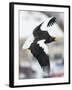 Steller's Sea-Eagle (Haliaeetus Pelagicus) in Flight, Hokkaido, Japan, February-Wim van den Heever-Framed Photographic Print