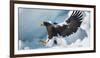 Steller's Sea-Eagle (Haliaeetus Pelagicus) Landing on Pack Ice, Hokkaido, Japan, February-Wim van den Heever-Framed Photographic Print