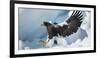 Steller's Sea-Eagle (Haliaeetus Pelagicus) Landing on Pack Ice, Hokkaido, Japan, February-Wim van den Heever-Framed Photographic Print