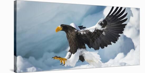 Steller's Sea-Eagle (Haliaeetus Pelagicus) Landing on Pack Ice, Hokkaido, Japan, February-Wim van den Heever-Stretched Canvas