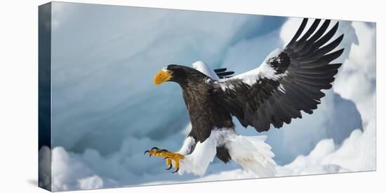 Steller's Sea-Eagle (Haliaeetus Pelagicus) Landing on Pack Ice, Hokkaido, Japan, February-Wim van den Heever-Stretched Canvas