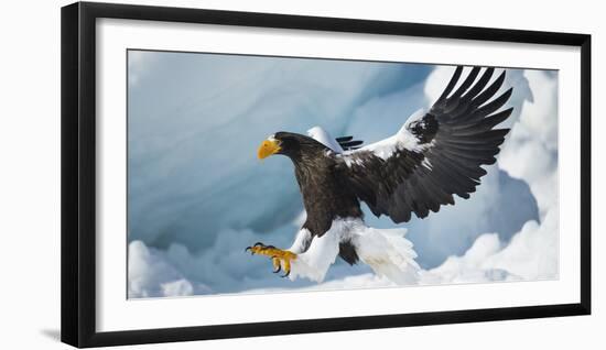 Steller's Sea-Eagle (Haliaeetus Pelagicus) Landing on Pack Ice, Hokkaido, Japan, February-Wim van den Heever-Framed Photographic Print