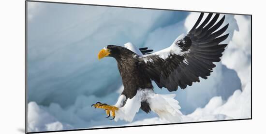 Steller's Sea-Eagle (Haliaeetus Pelagicus) Landing on Pack Ice, Hokkaido, Japan, February-Wim van den Heever-Mounted Photographic Print