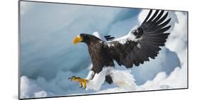 Steller's Sea-Eagle (Haliaeetus Pelagicus) Landing on Pack Ice, Hokkaido, Japan, February-Wim van den Heever-Mounted Photographic Print