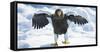 Steller's Sea-Eagle (Haliaeetus Pelagicus) Standing on Pack Ice, Hokkaido, Japan, February-Wim van den Heever-Framed Stretched Canvas