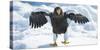 Steller's Sea-Eagle (Haliaeetus Pelagicus) Standing on Pack Ice, Hokkaido, Japan, February-Wim van den Heever-Stretched Canvas