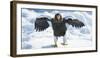 Steller's Sea-Eagle (Haliaeetus Pelagicus) Standing on Pack Ice, Hokkaido, Japan, February-Wim van den Heever-Framed Photographic Print
