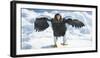 Steller's Sea-Eagle (Haliaeetus Pelagicus) Standing on Pack Ice, Hokkaido, Japan, February-Wim van den Heever-Framed Photographic Print